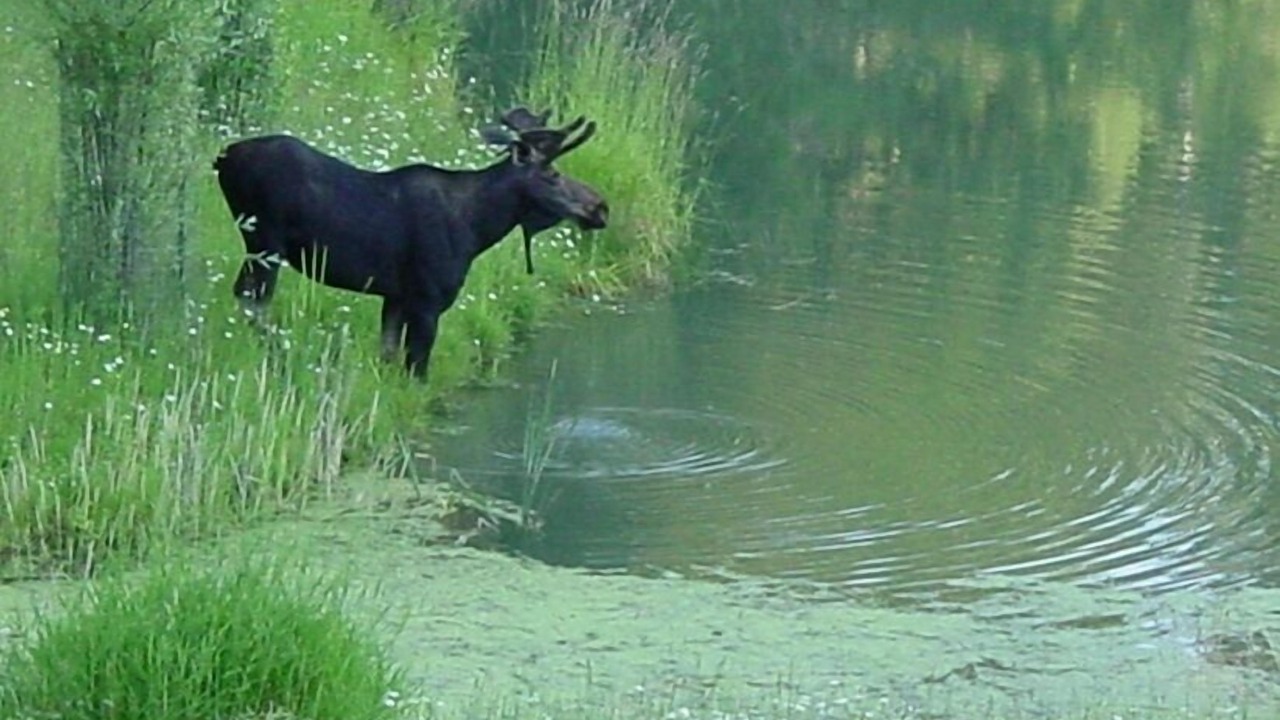 Photo of Others in Idaho County