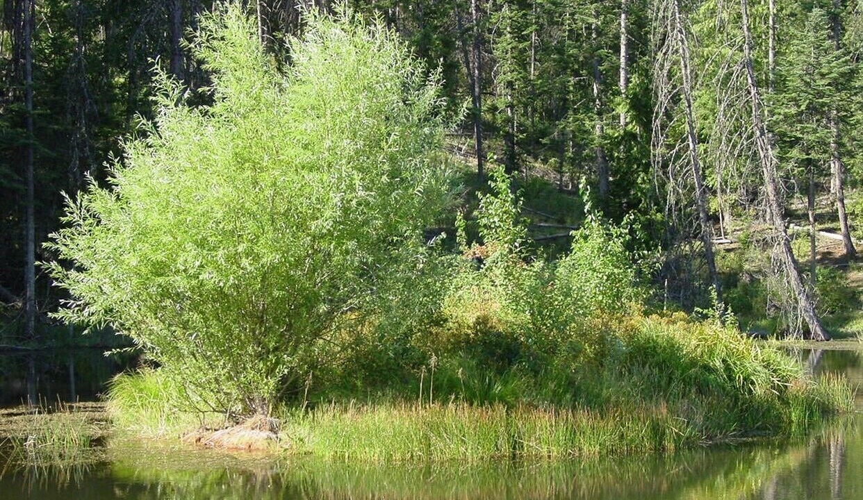 Photo of Others in Idaho County