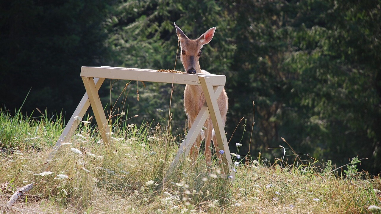 Photo of Others in Idaho County