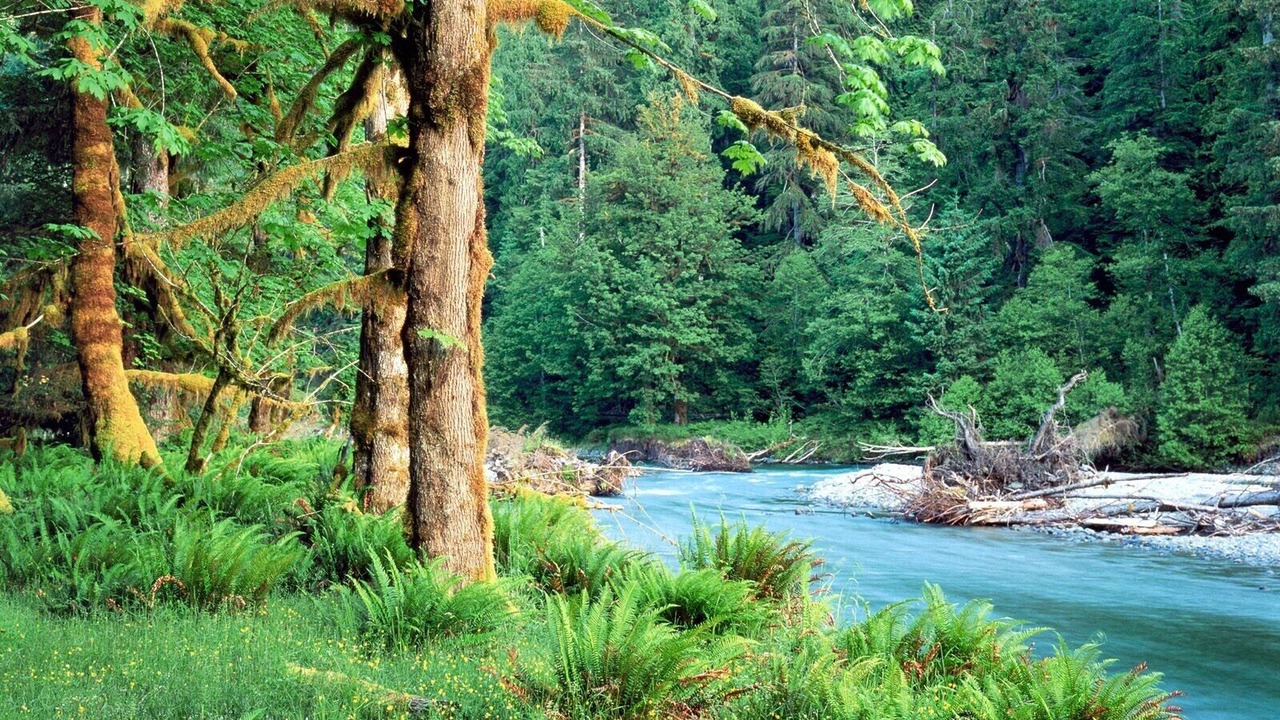 Photo of Others in Quinault