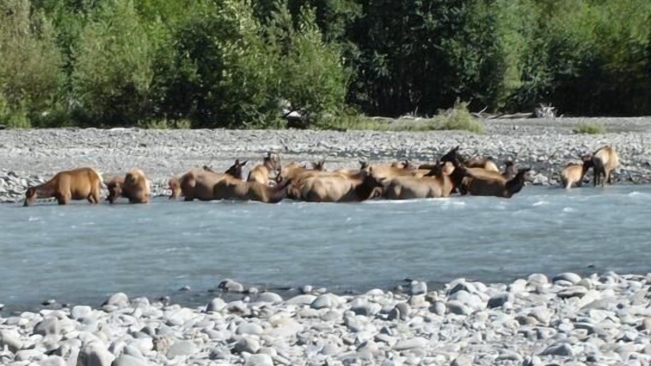 Photo of Others in Quinault