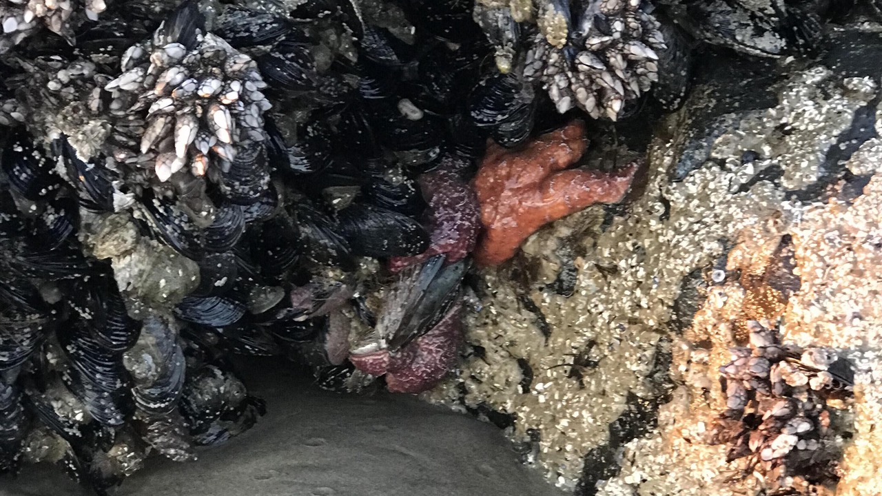 Photo of Others in Rockaway Beach