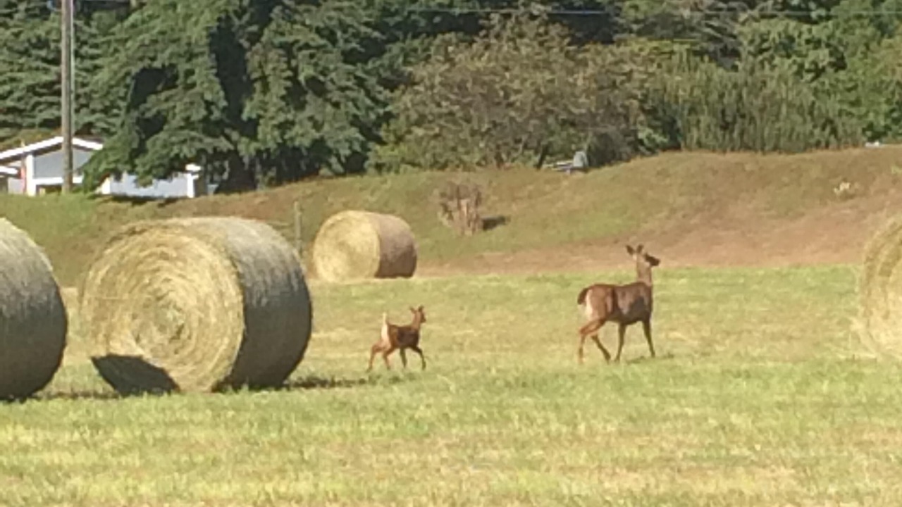 Photo of Others in Port Angeles