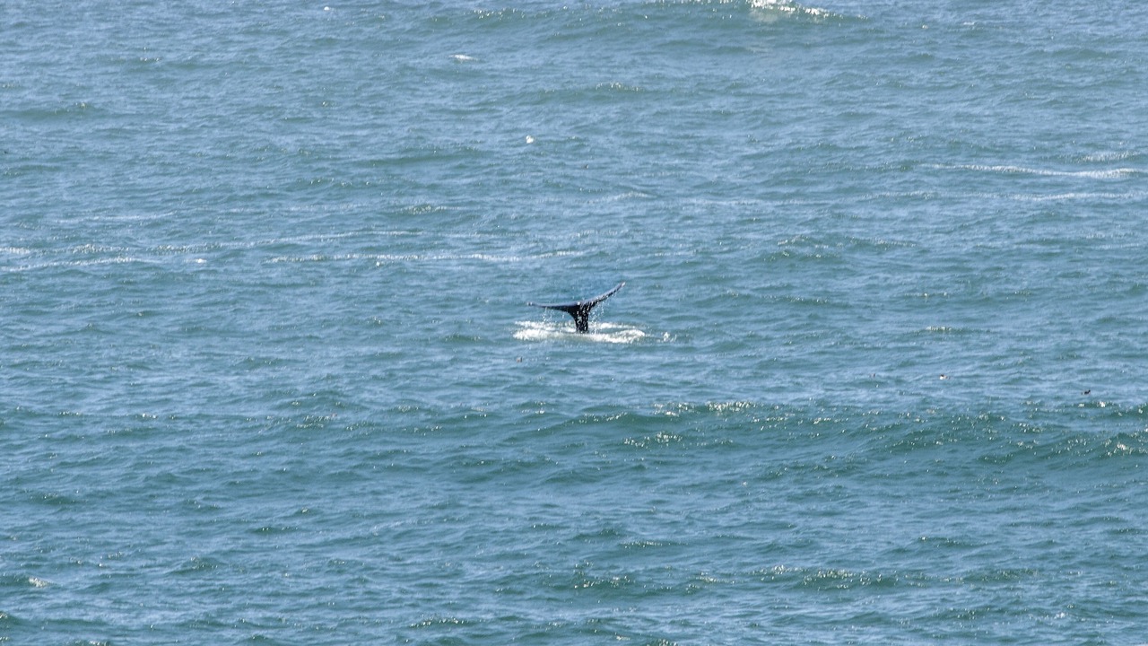 Photo of Others in Depoe Bay