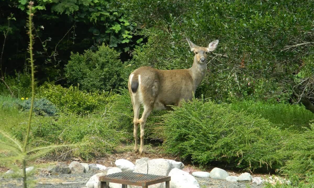Photo of Others in Port Angeles