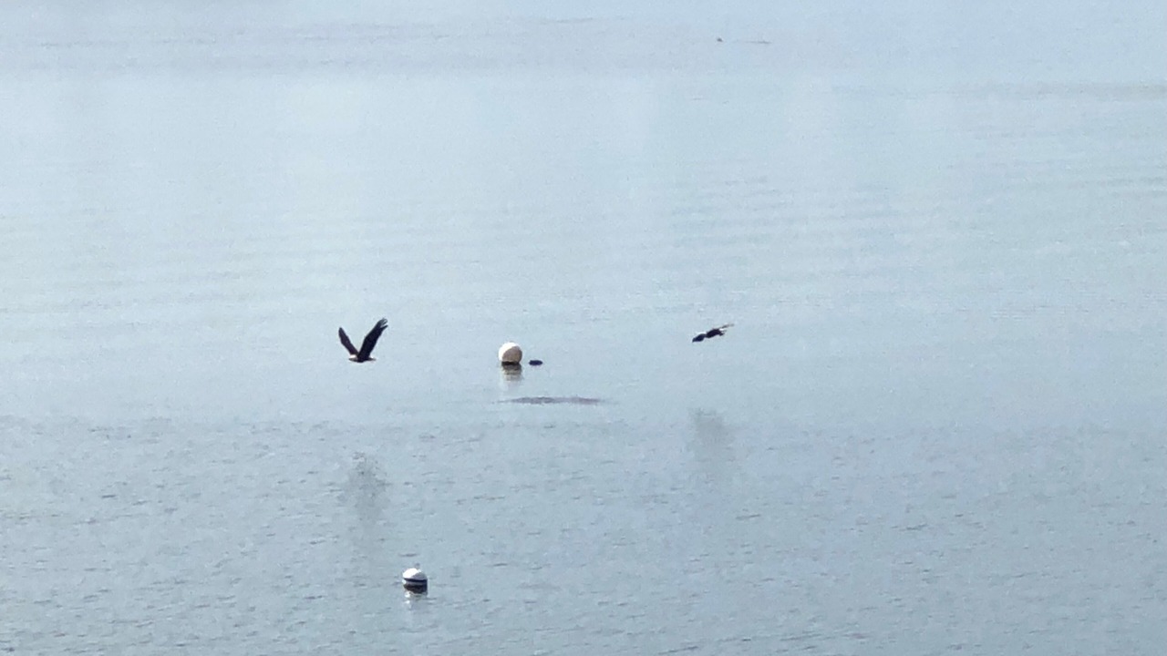 Photo of Others in Anderson Island