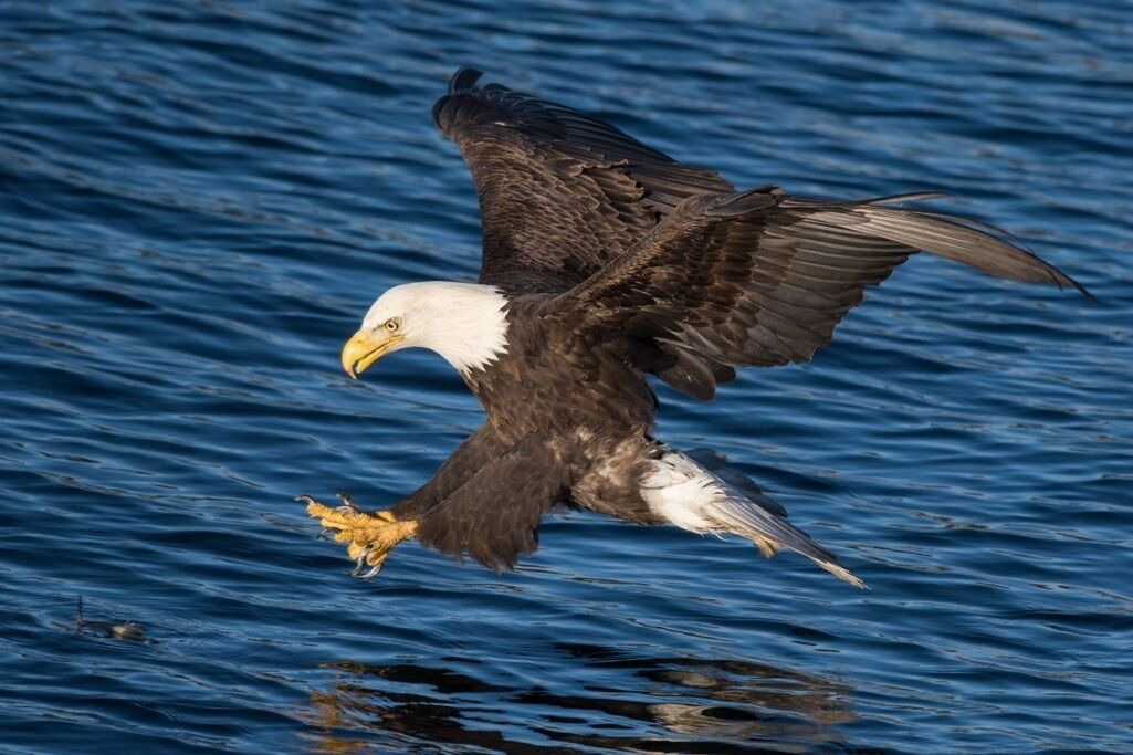 Photo of Others in Coeur d'Alene