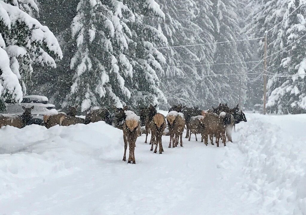 Photo of Others in Enumclaw