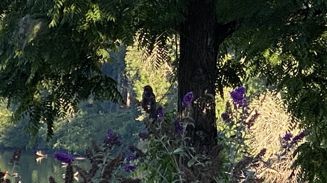 Photo of Outdoor in Canby