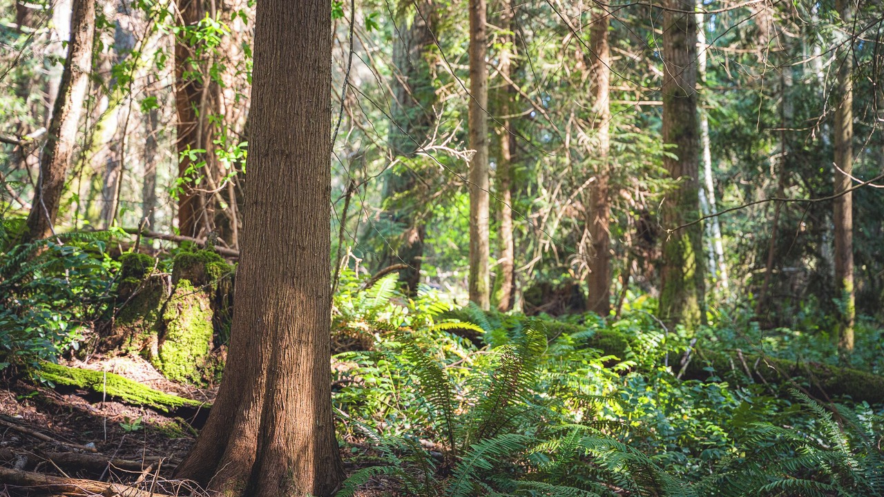 Photo of Others in Port Angeles