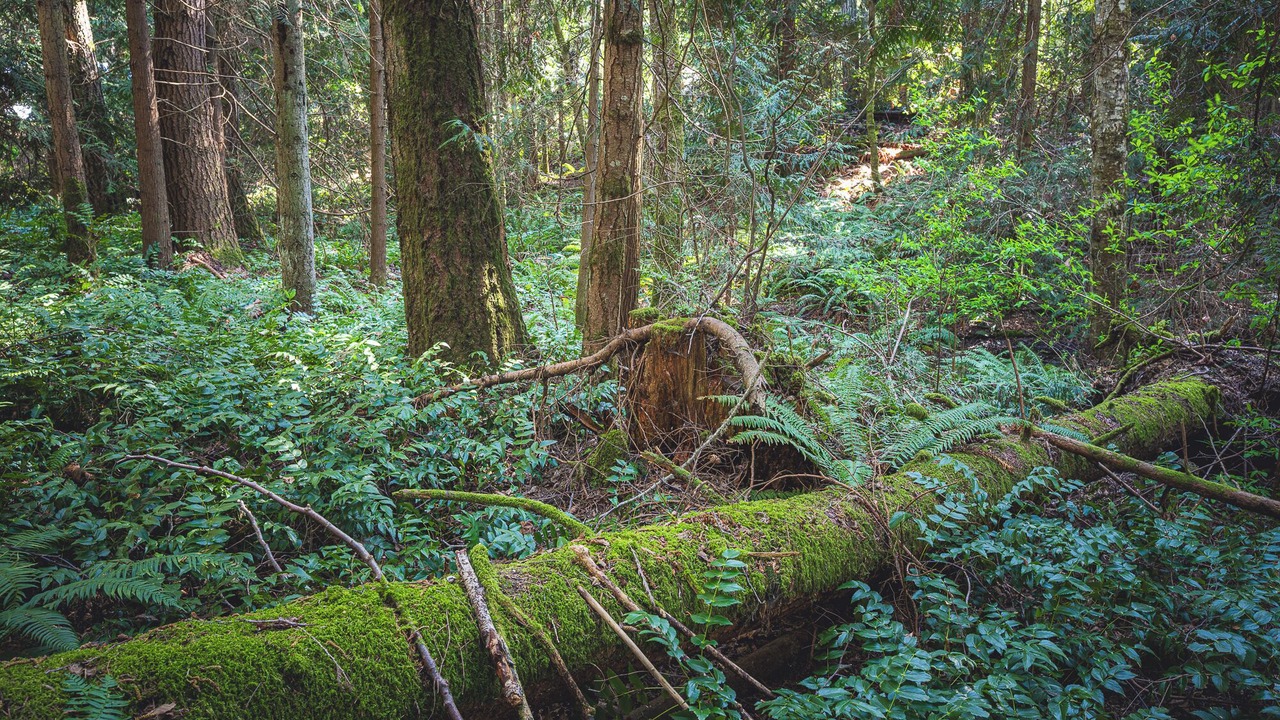Photo of Others in Port Angeles