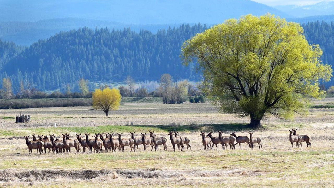 Photo of Others in Coeur d'Alene