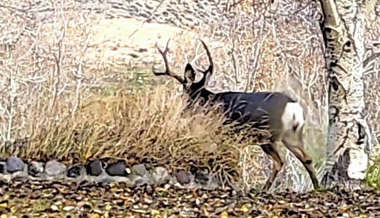 Photo of Others in Custer County