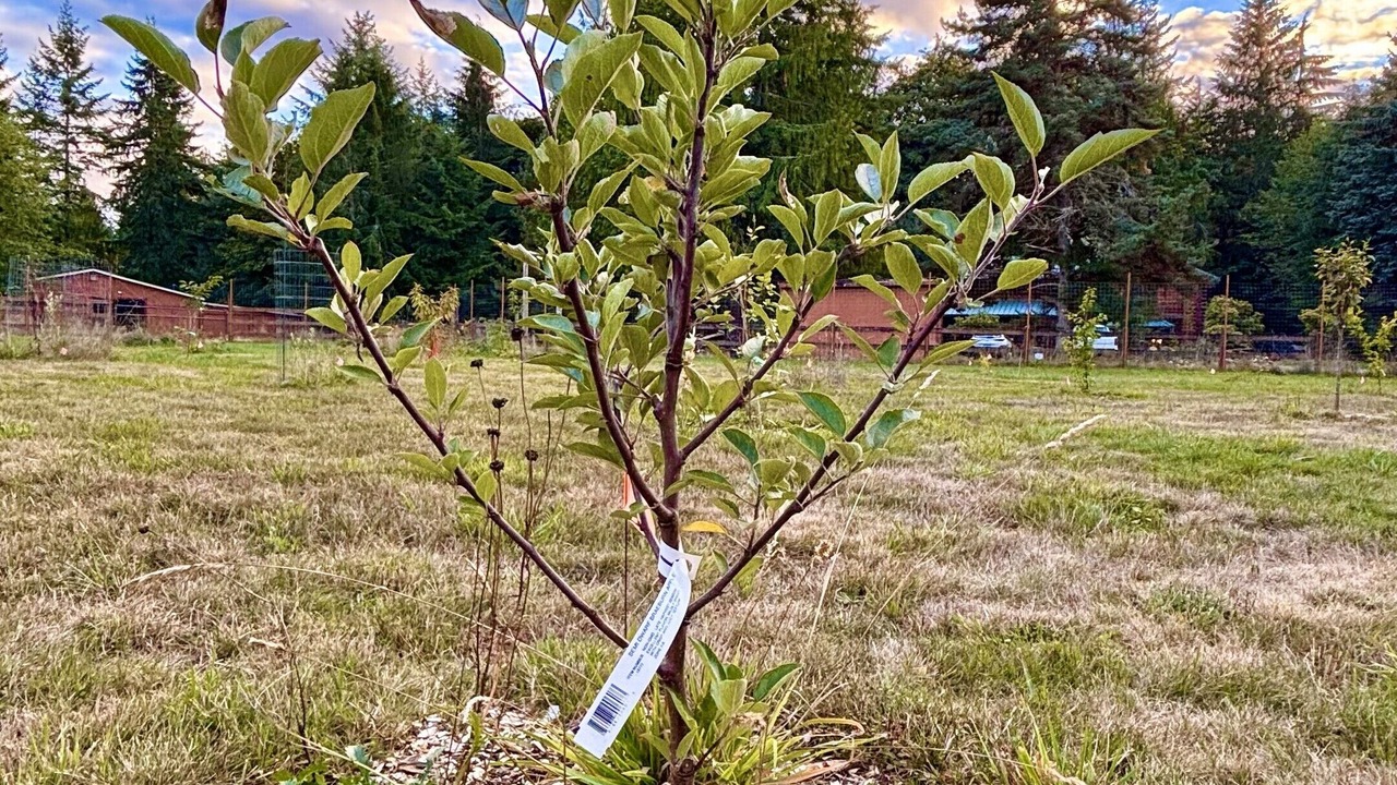 Photo of Outdoor in Carnation