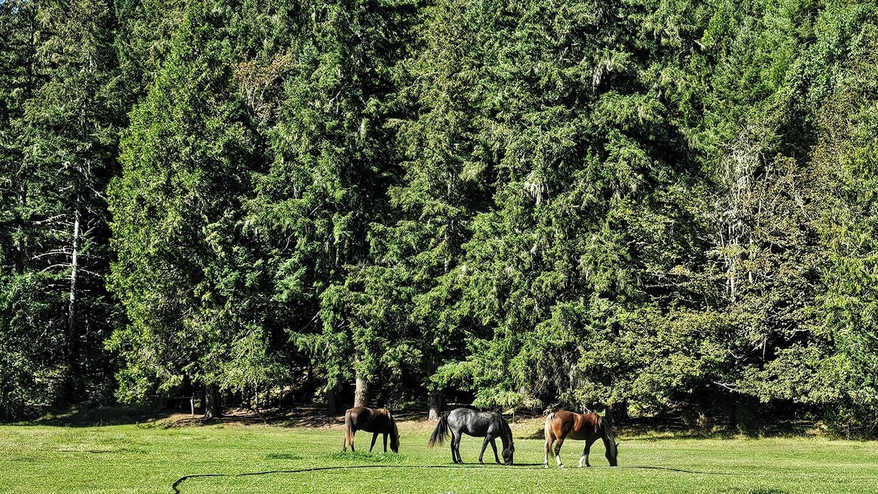Photo of Others in Myrtle Creek