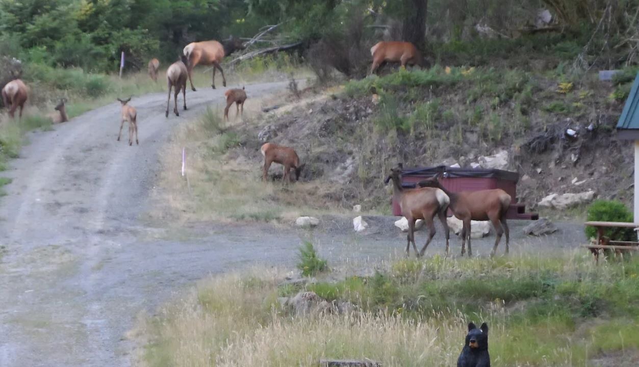 Photo of Others in Packwood