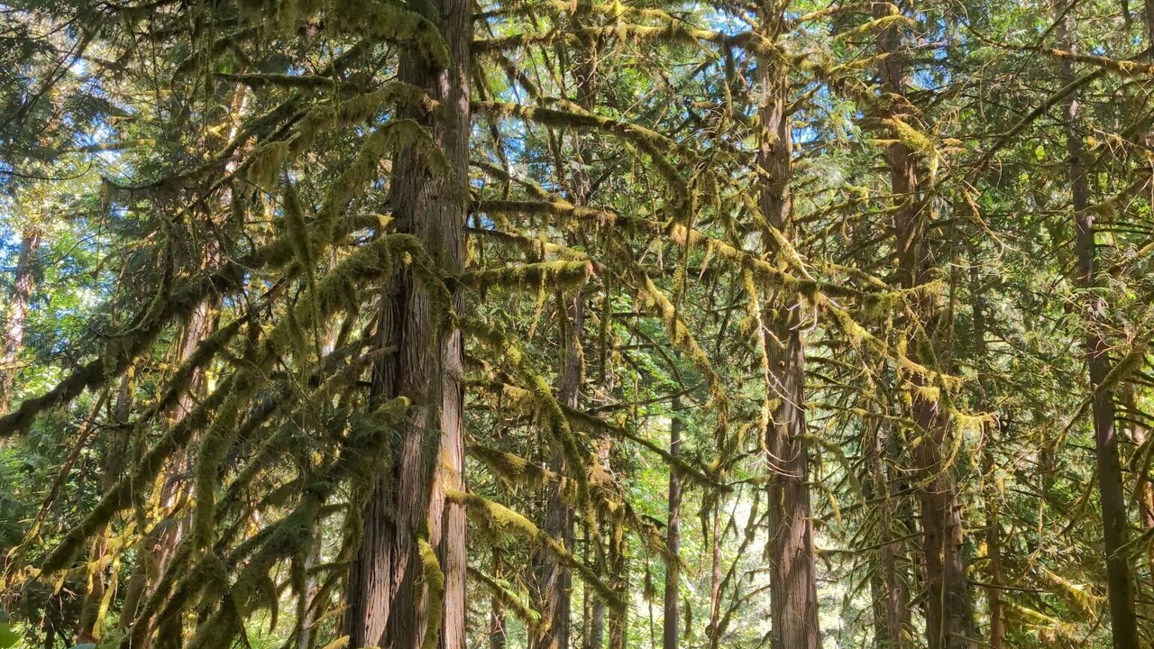 Photo of Others in Marblemount