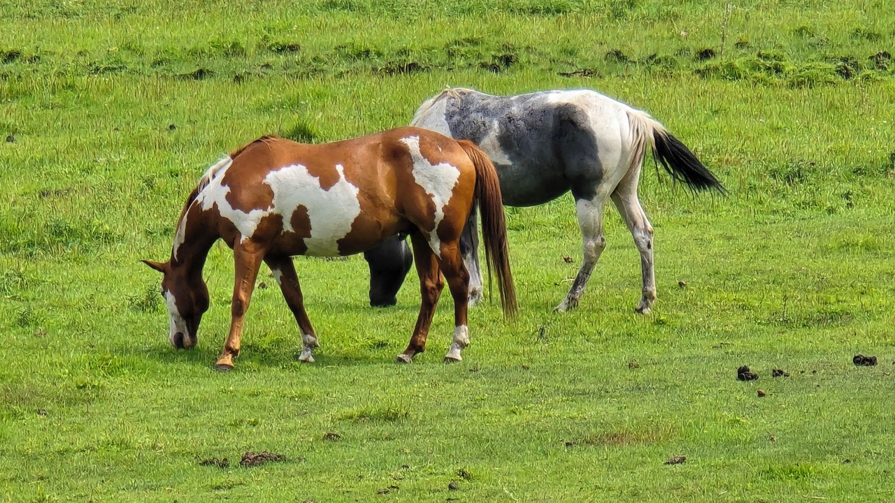 Photo of Others in Colville