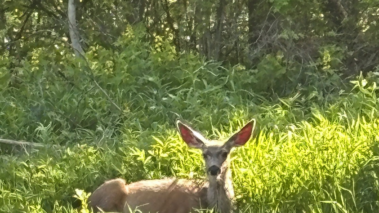 Photo of Others in McCall