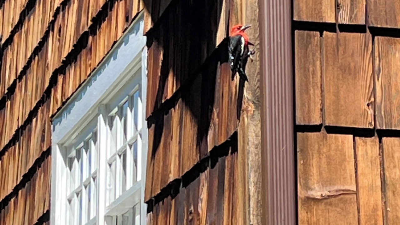 Photo of Outdoor in Cedar Mill