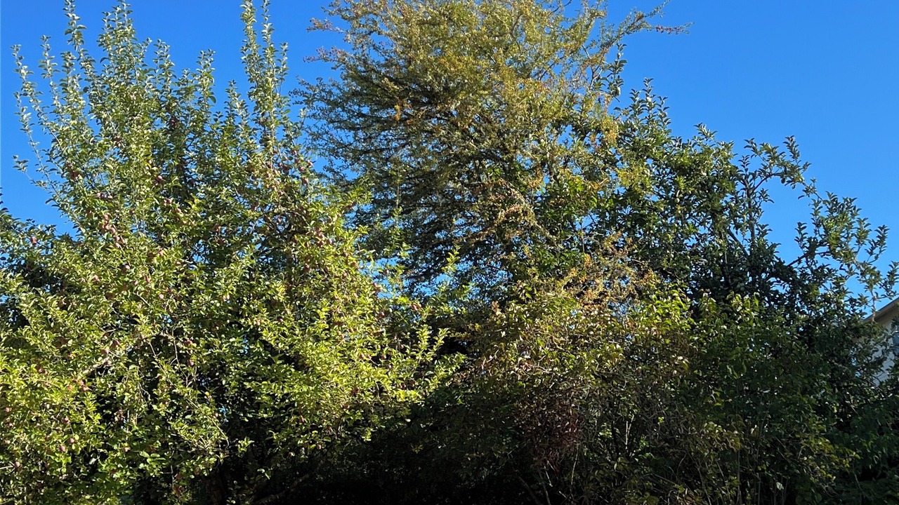 Photo of Outdoor in Cedar Mill