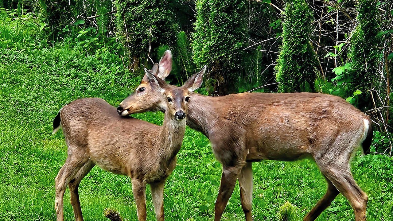 Photo of Others in Snohomish