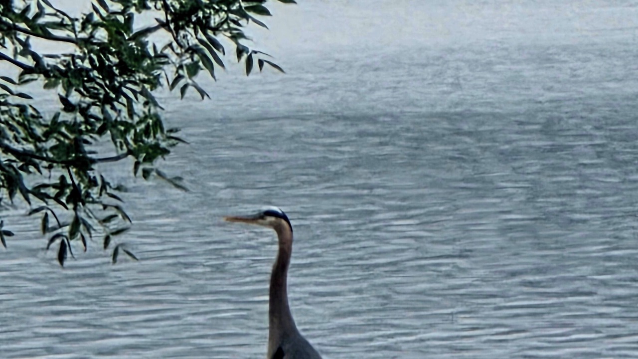 Photo of Others in Silver Lake