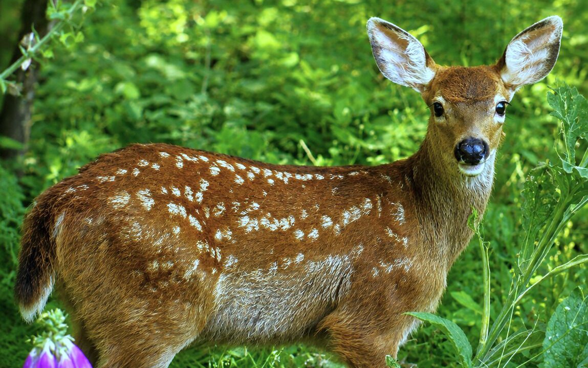Photo of Others in Sequim