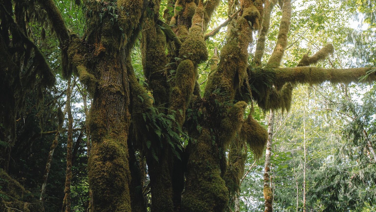 Photo of Others in Port Angeles