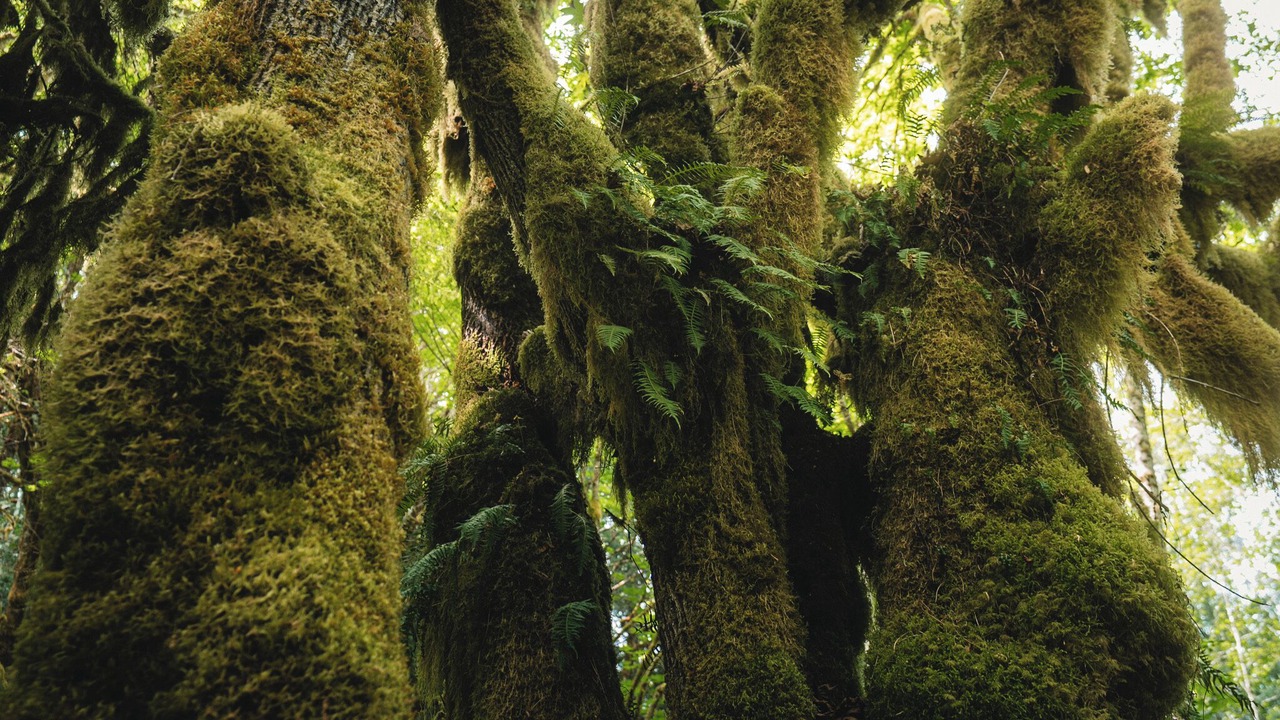 Photo of Others in Port Angeles
