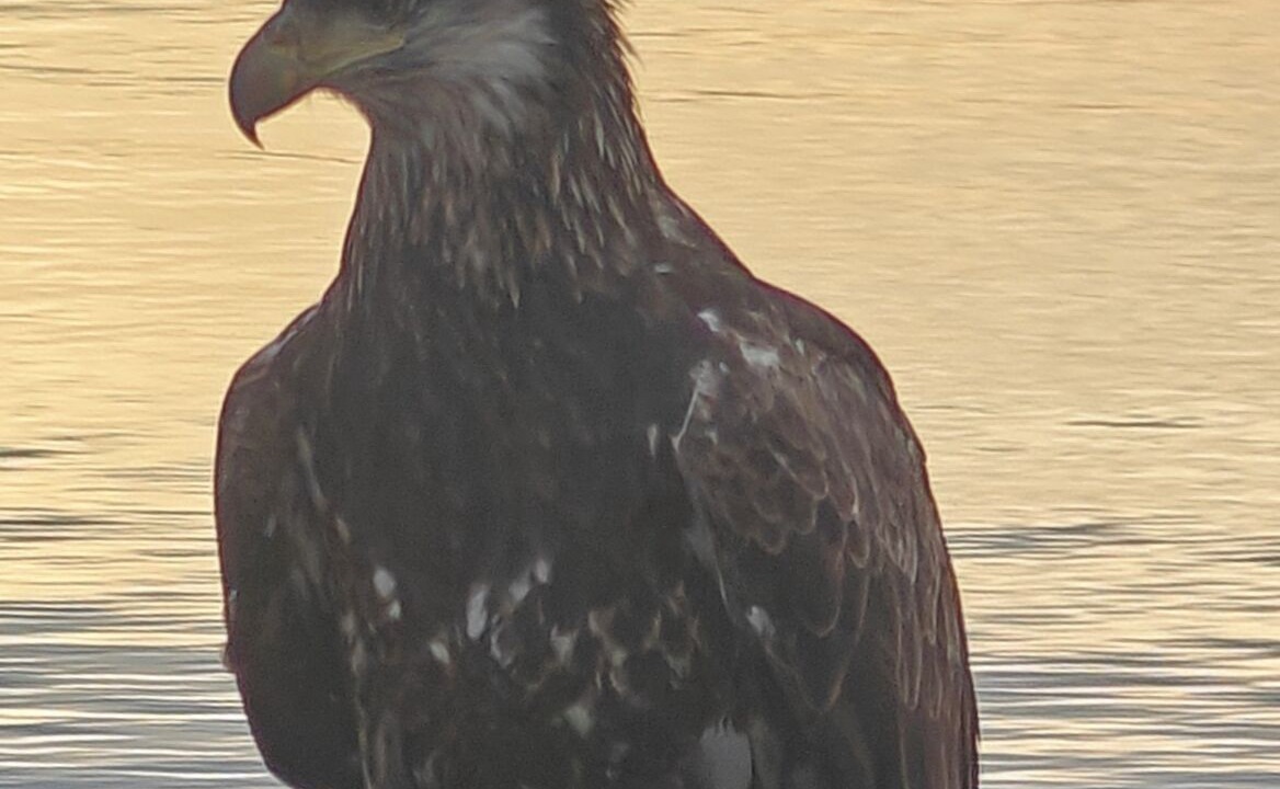 Photo of Others in Point Roberts