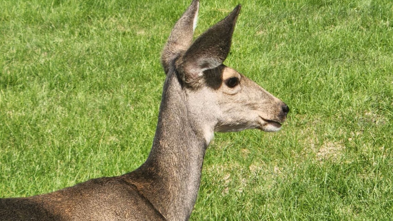 Photo of Others in Troy