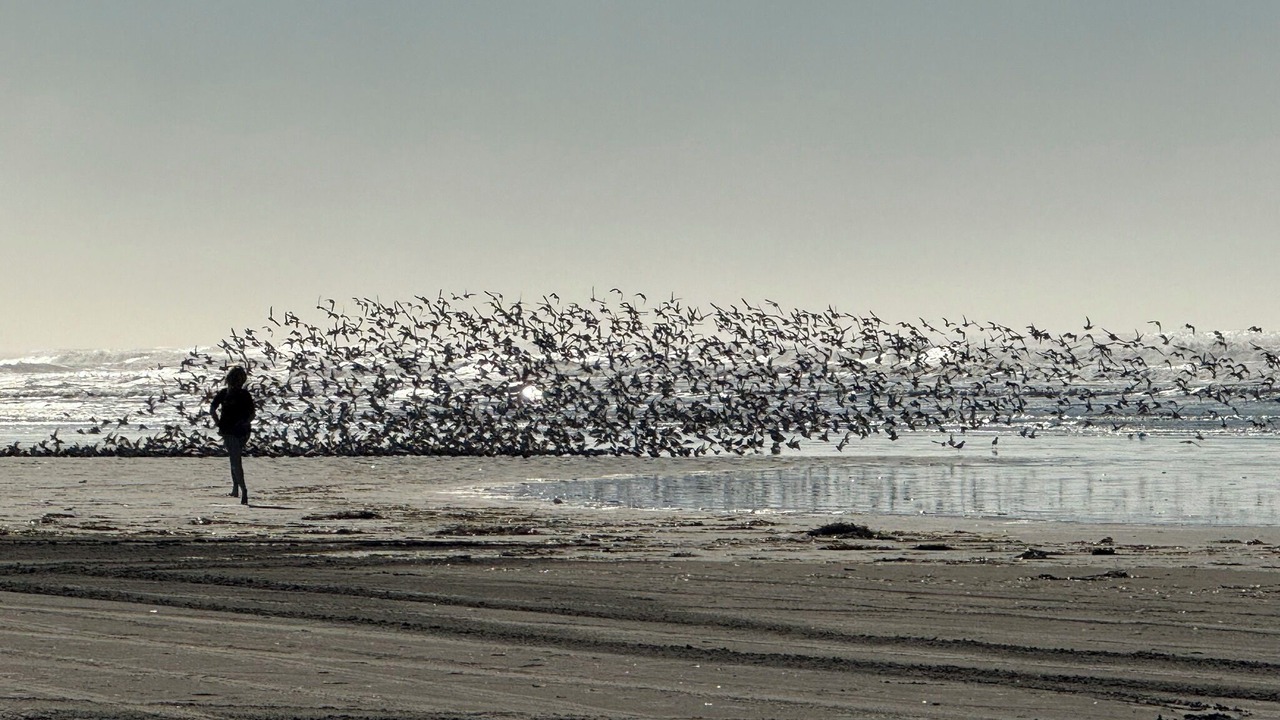 Photo of Others in Grayland