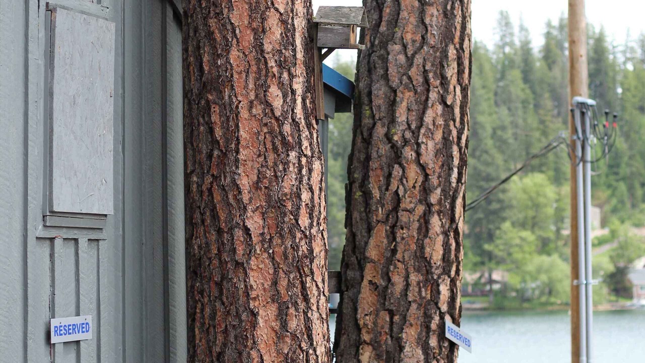 Photo of Outdoor in Loon Lake