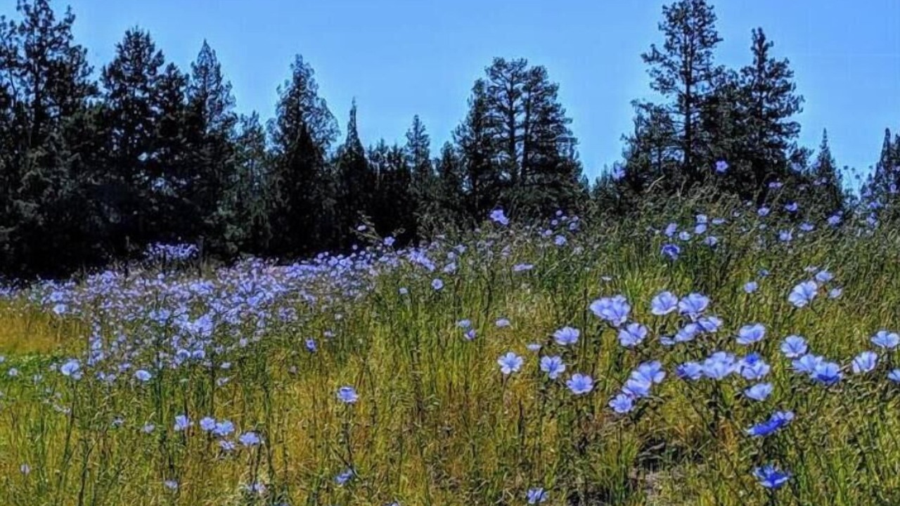Photo of Others in Bend