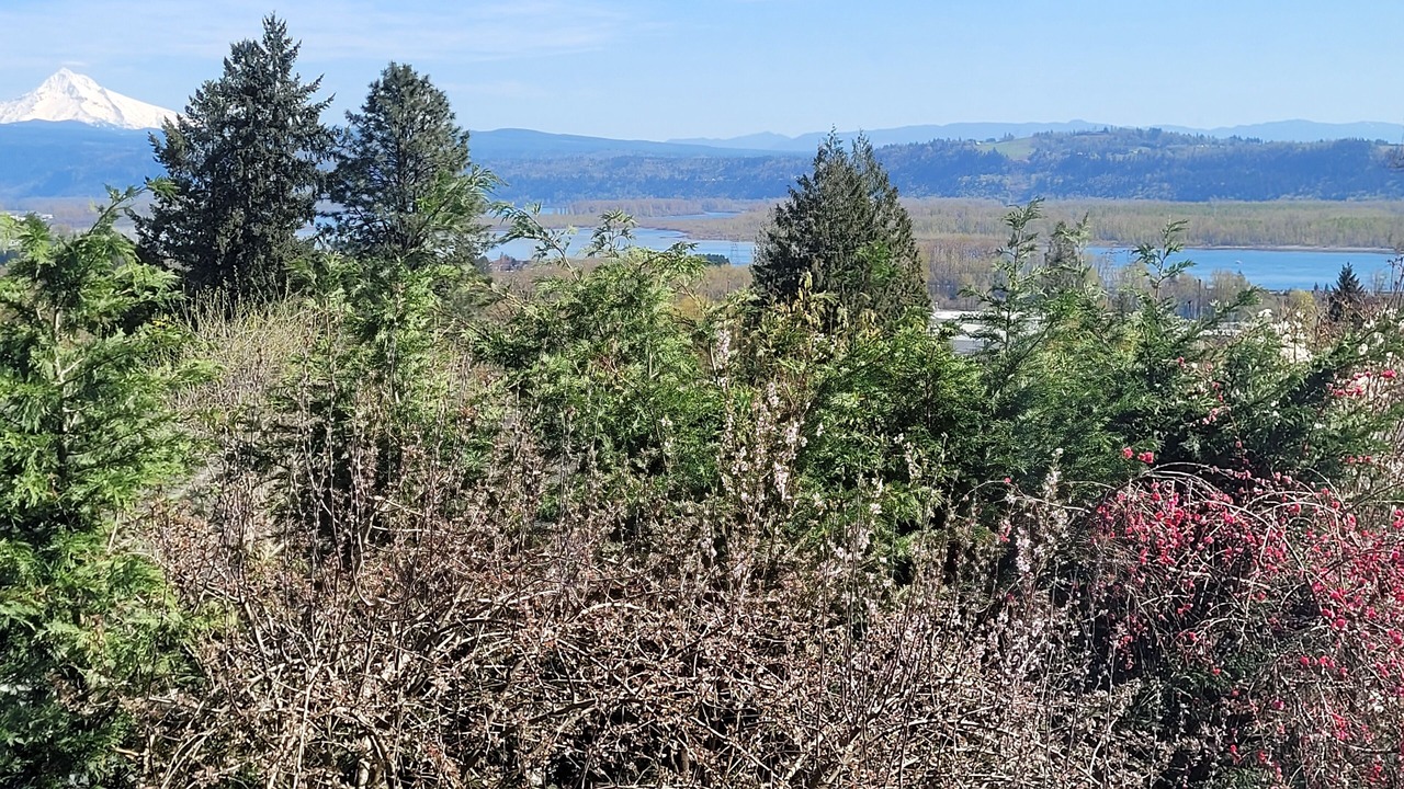 Photo of Outdoor in Camas