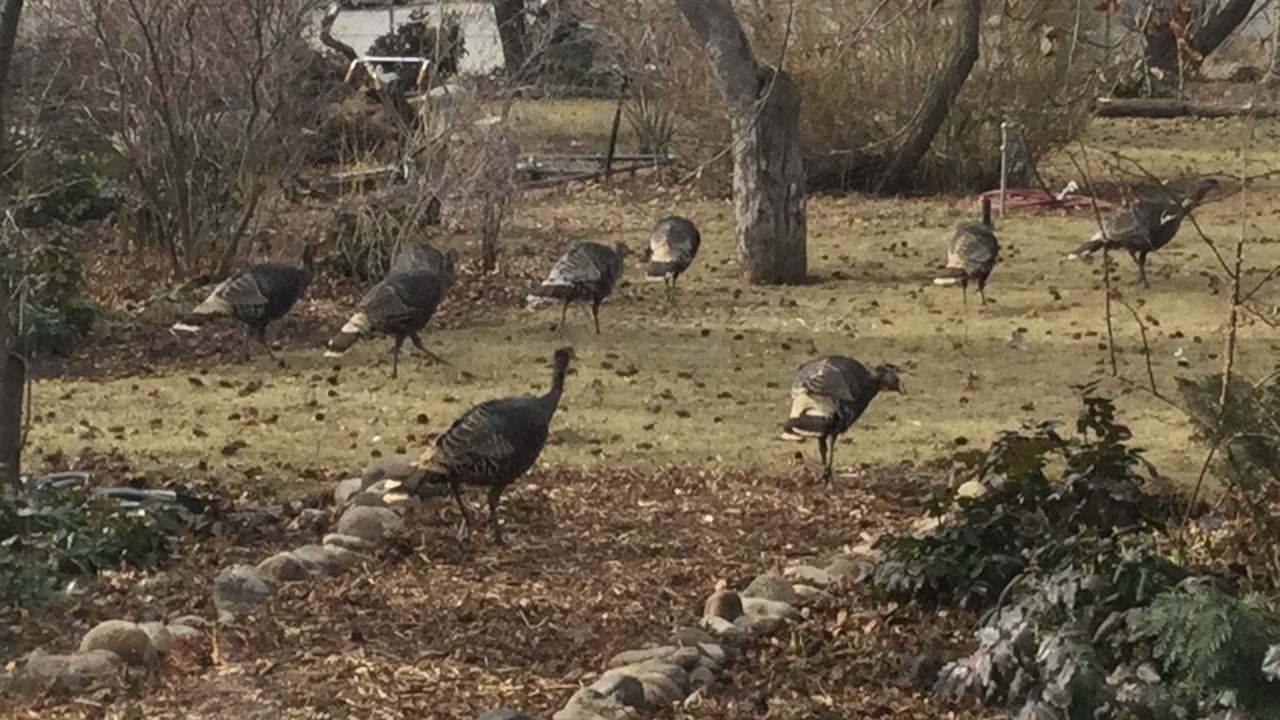 Photo of Others in Veradale