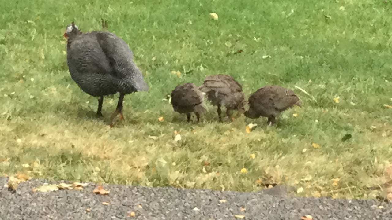 Photo of Others in Veradale