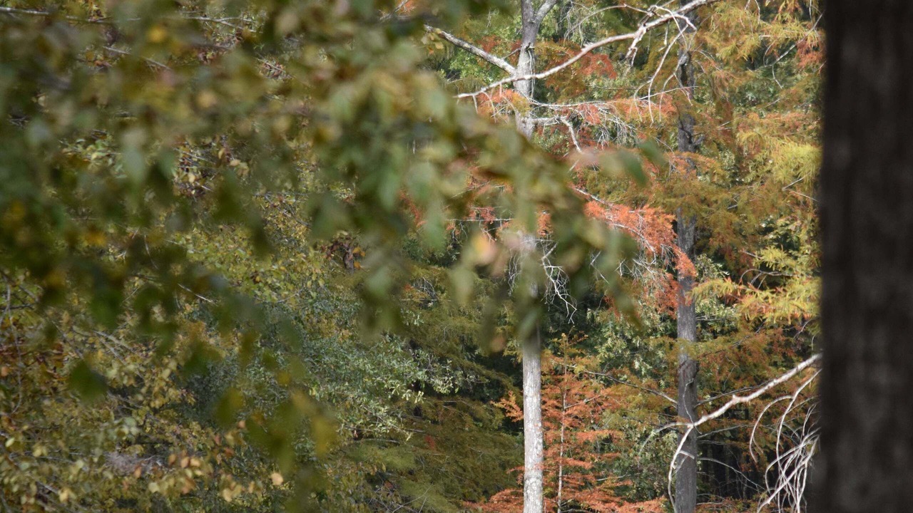 Photo of Others in Yorktown