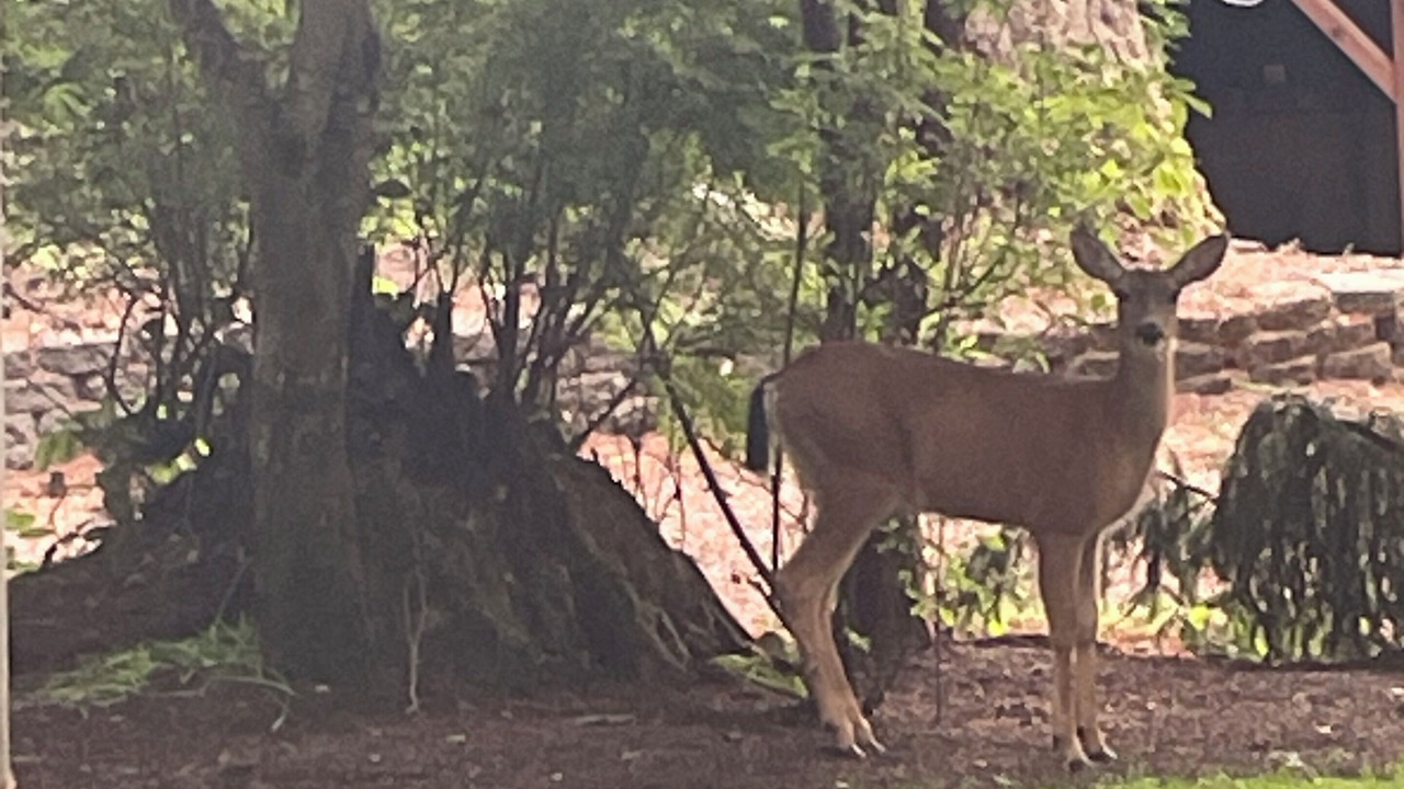 Photo of Outdoor in South Hill