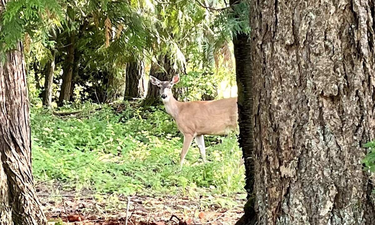 Photo of Outdoor in Ferndale