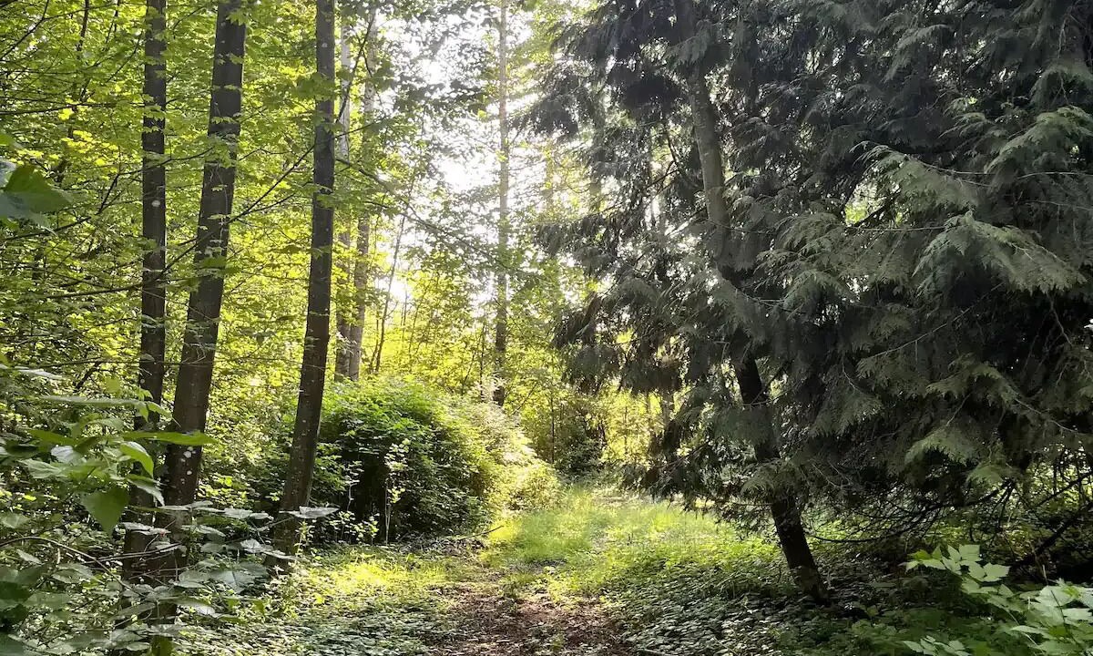 Photo of Outdoor in Ferndale
