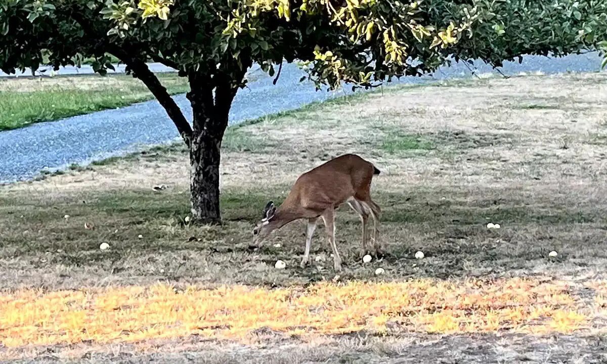 Photo of Outdoor in Ferndale