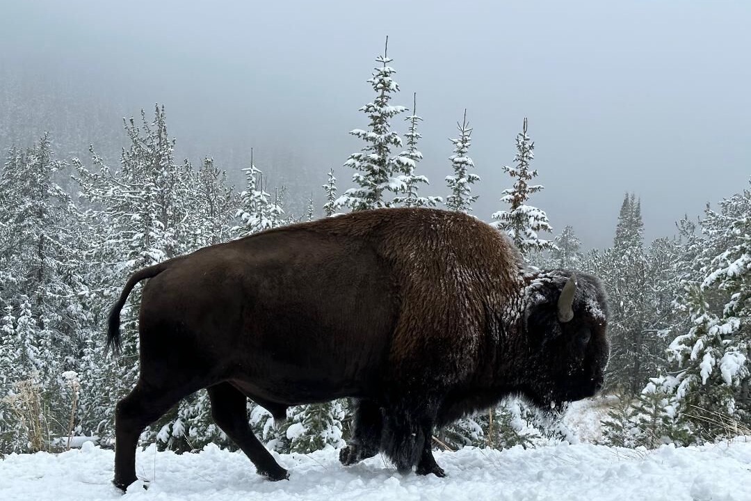 Photo of Others in Teton Village