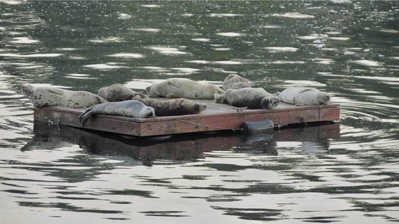 Photo of Others in Longbranch