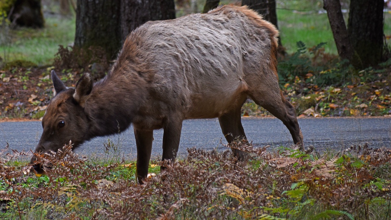 Photo of Others in Enumclaw