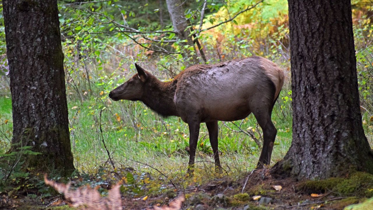Photo of Others in Enumclaw