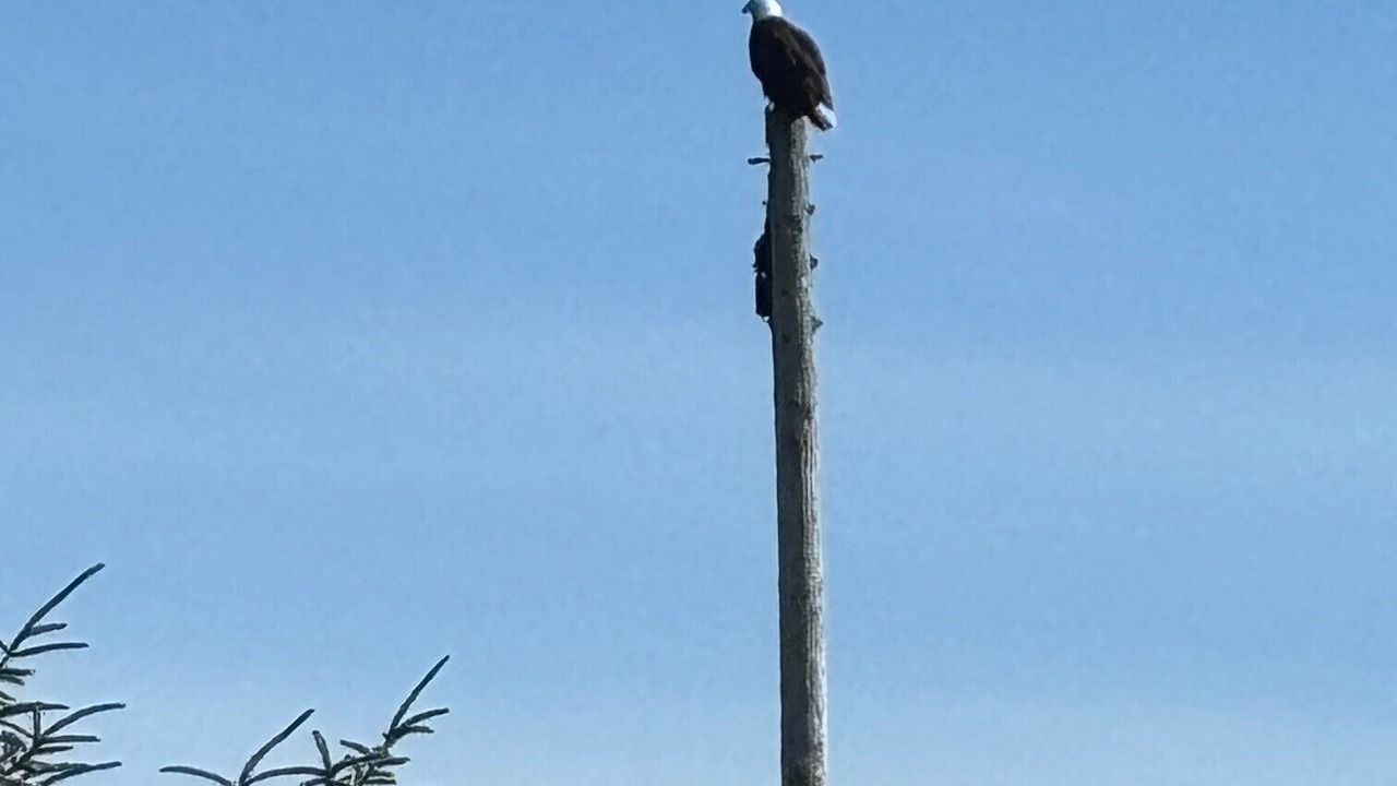 Photo of Others in Grayland