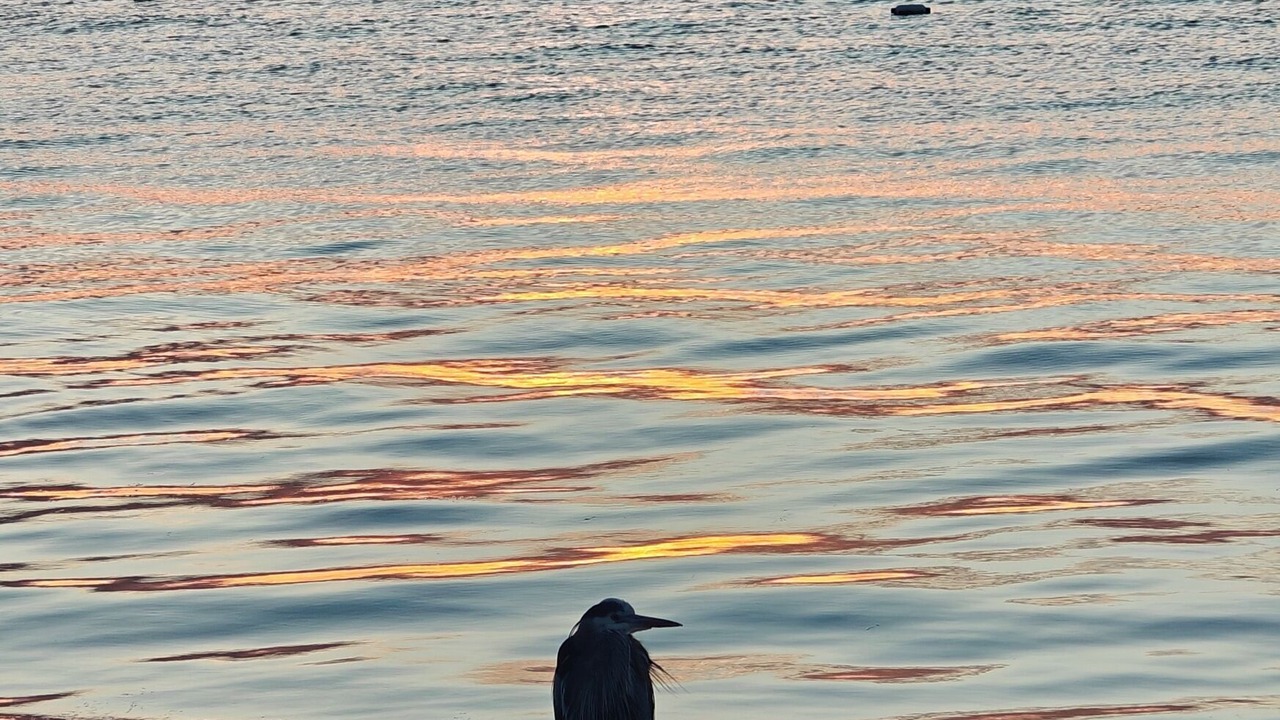 Photo of Others in Point Roberts