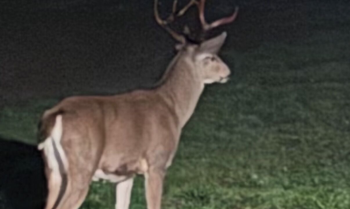 Photo of Others in Anderson Island